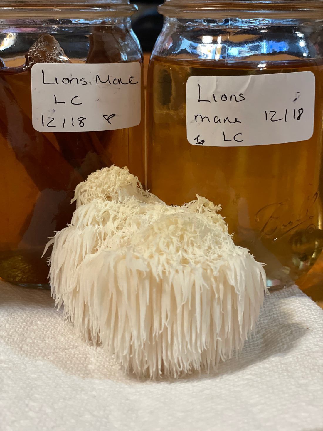 Lions mane Fountain of Youth   