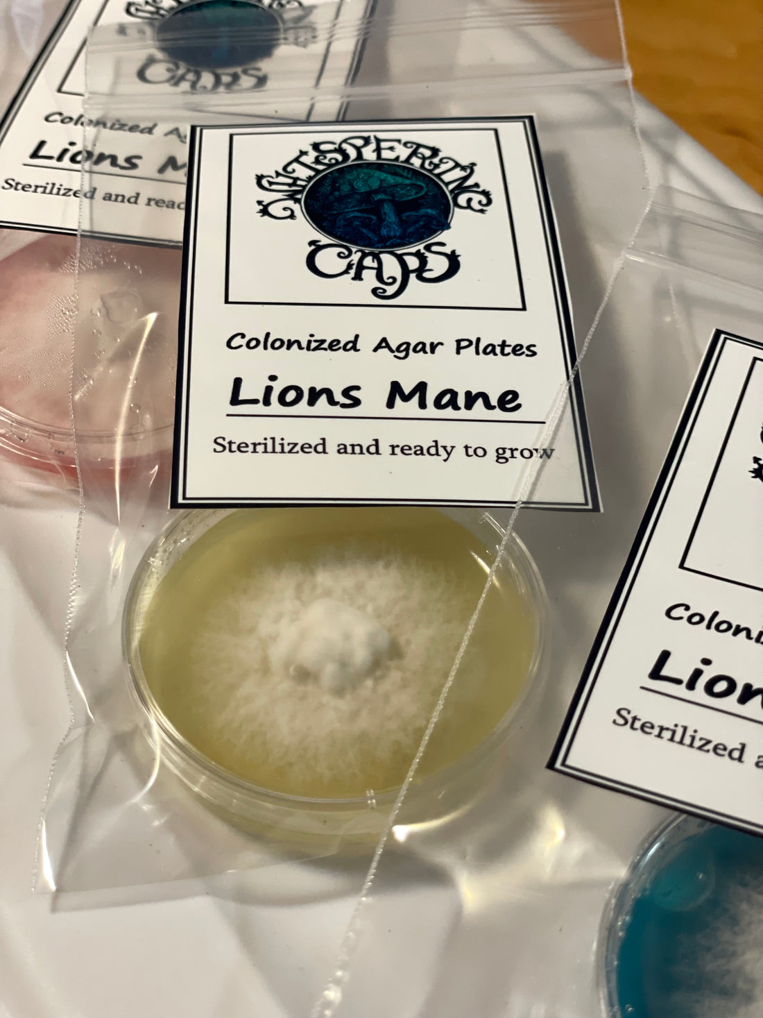 Lions Mane Liquid Culture 