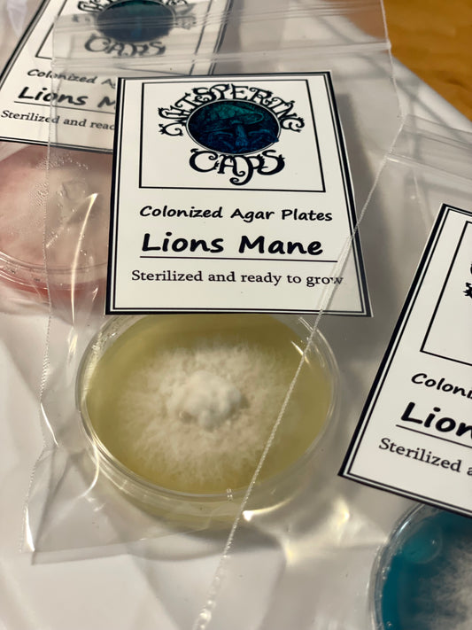 Lions Mane Liquid Culture 